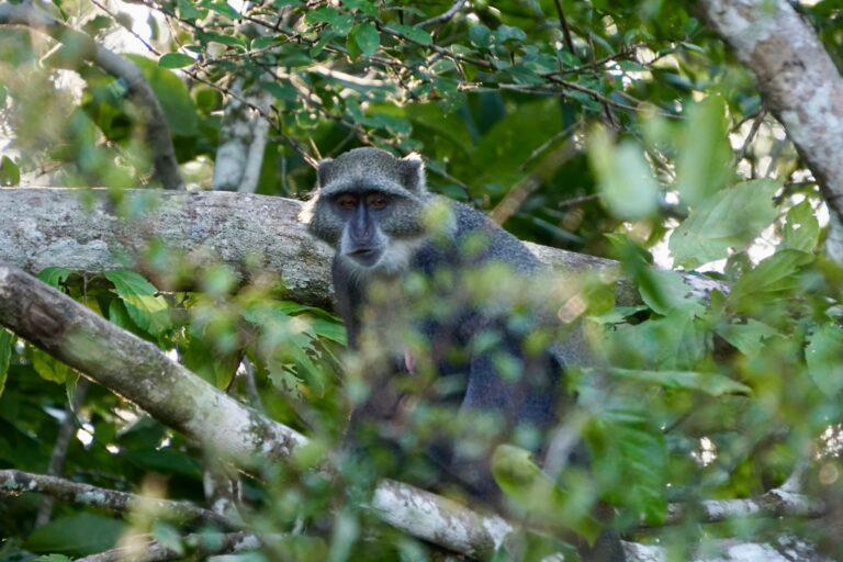 Shimba Hills Day Trip from Diani Beach with Diani Magical Tours — guided safari adventure, scenic rainforest views, wildlife encounters, and Sheldrick Falls experience in Kenya.