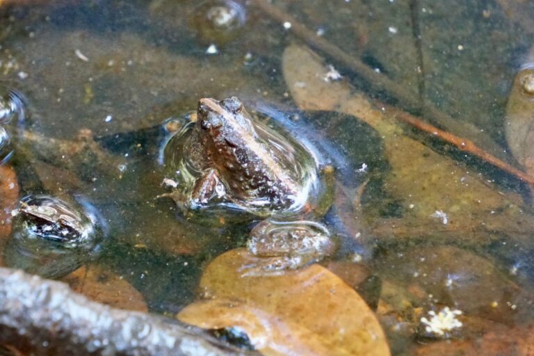 Shimba Hills Day Trip from Diani Beach with Diani Magical Tours — guided safari adventure, scenic rainforest views, wildlife encounters, and Sheldrick Falls experience in Kenya.