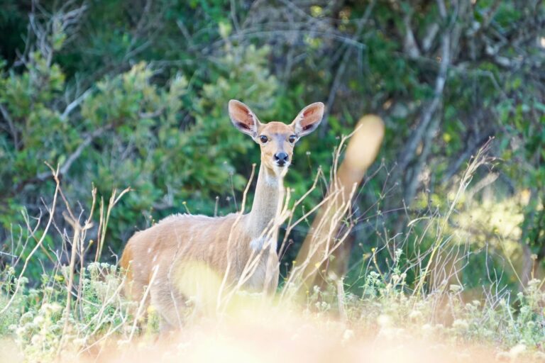 Shimba Hills Day Trip from Diani Beach with Diani Magical Tours — guided safari adventure, scenic rainforest views, wildlife encounters, and Sheldrick Falls experience in Kenya.