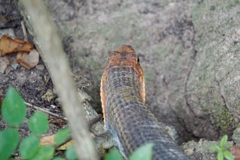 Shimba Hills Day Trip from Diani Beach with Diani Magical Tours — guided safari adventure, scenic rainforest views, wildlife encounters, and Sheldrick Falls experience in Kenya.