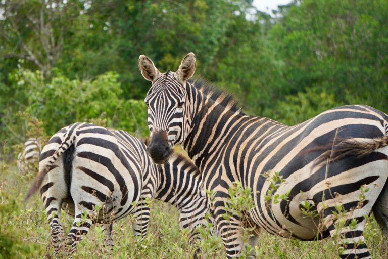 Shimba Hills Day Trip from Diani Beach with Diani Magical Tours — guided safari adventure, scenic rainforest views, wildlife encounters, and Sheldrick Falls experience in Kenya.