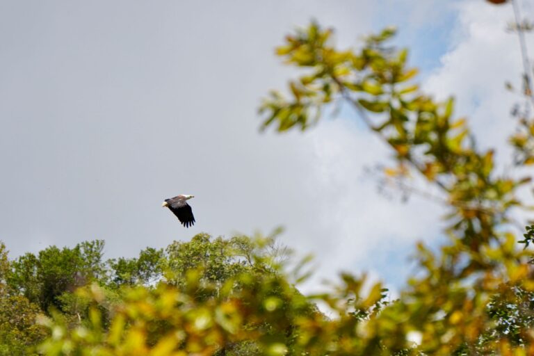 Shimba Hills Day Trip from Diani Beach with Diani Magical Tours — guided safari adventure, scenic rainforest views, wildlife encounters, and Sheldrick Falls experience in Kenya.