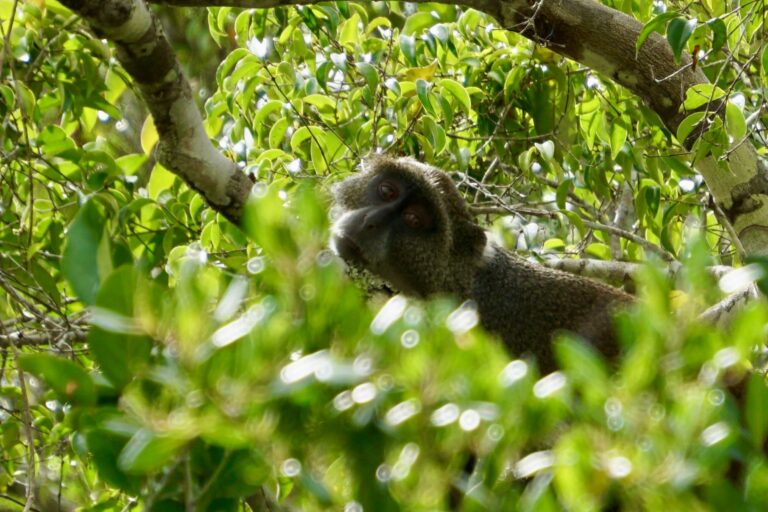 Shimba Hills Day Trip from Diani Beach with Diani Magical Tours — guided safari adventure, scenic rainforest views, wildlife encounters, and Sheldrick Falls experience in Kenya.